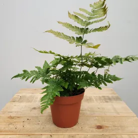 4" autumn fern