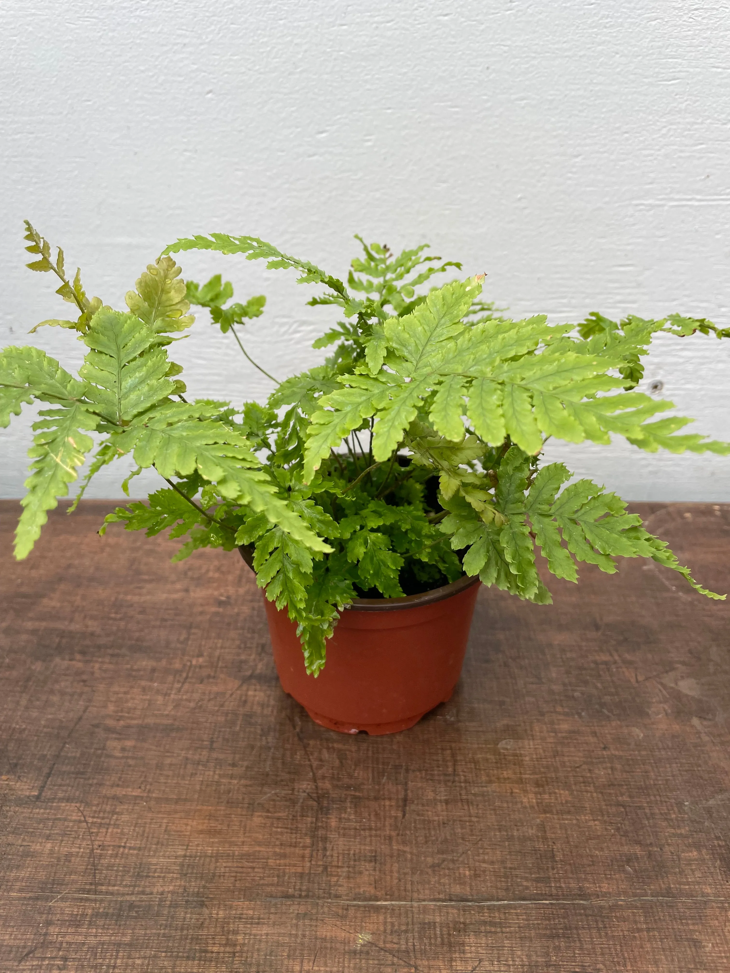 4" autumn fern