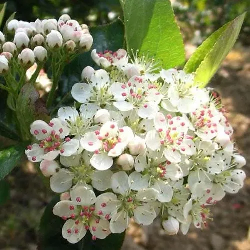 Aronia melanocarpa