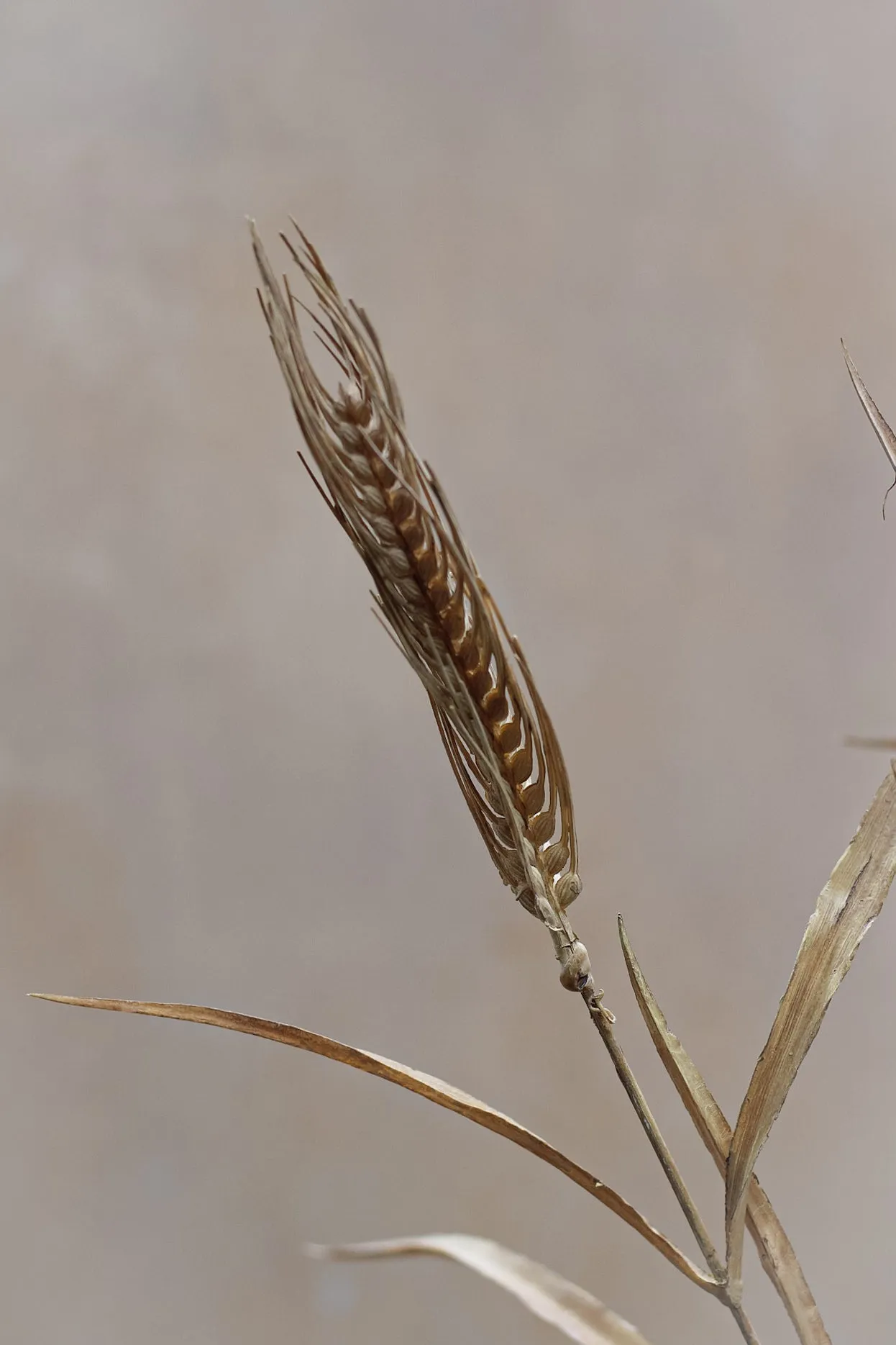 Faux Dried Grass Reed Stem